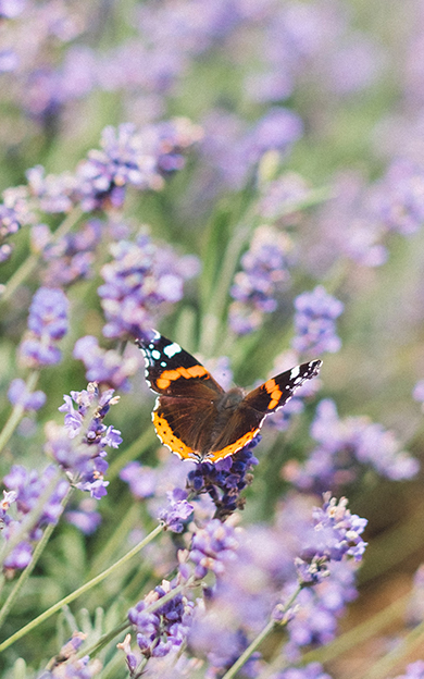 butterfly-on-a-flower