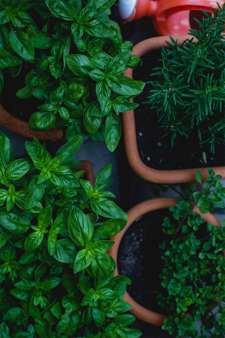 plants-garden